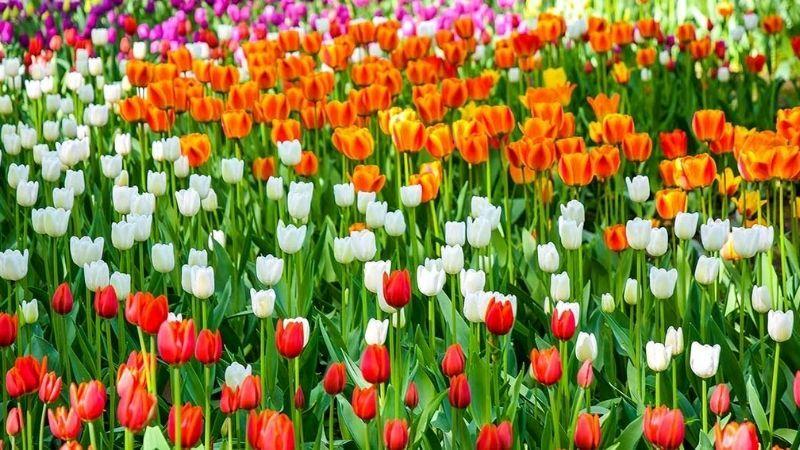 Cách cắm hoa tulip đẹp đơn giản, tươi lâu tại nhà mới nhất