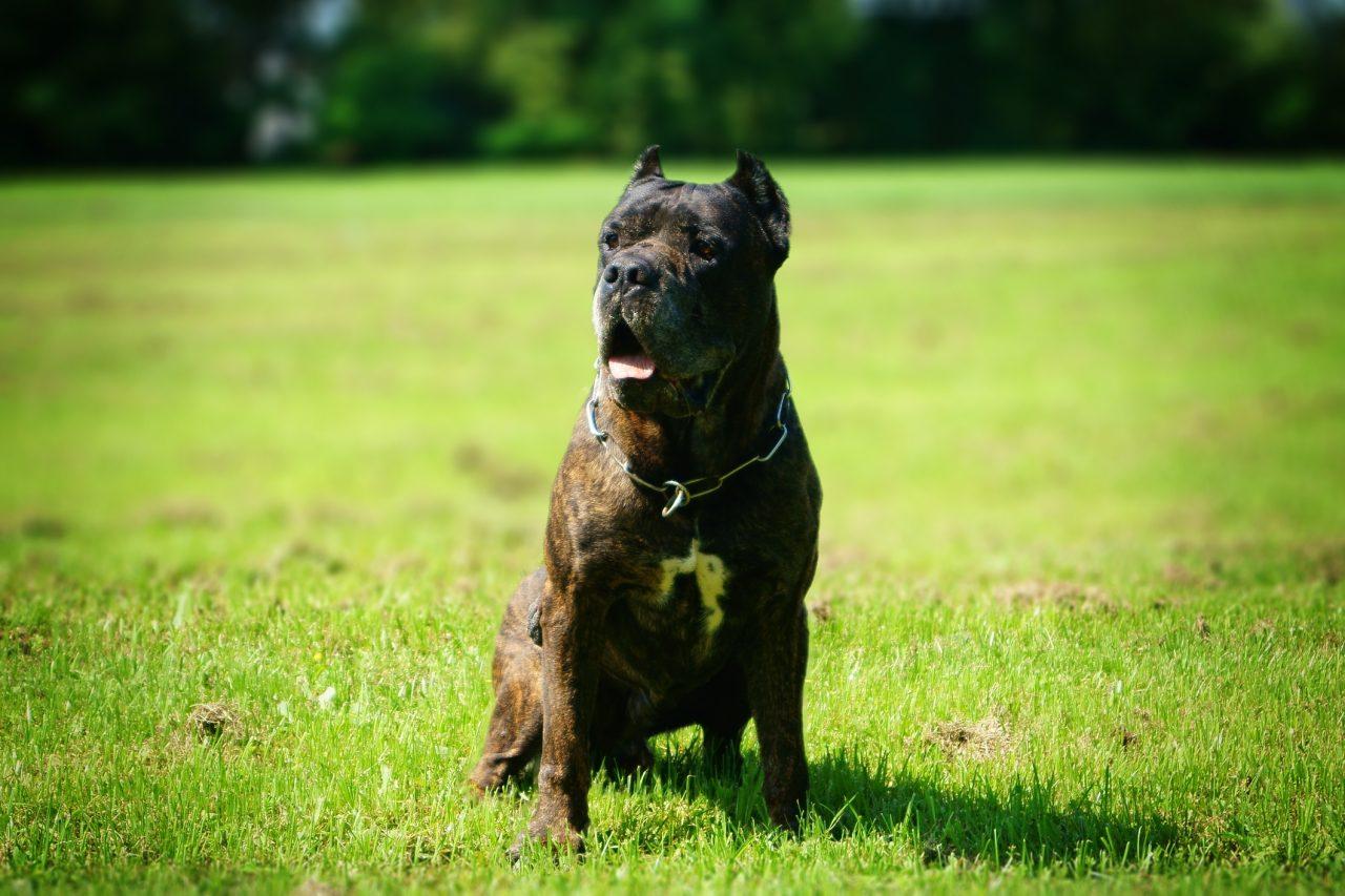 American Bandogge or Bandog