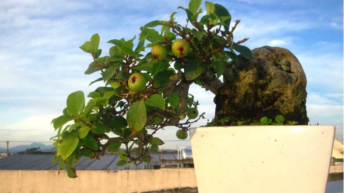 Cây sung bonsai: Tầm quan trọng, hình ảnh, cách trồng, chăm sóc tại nhà