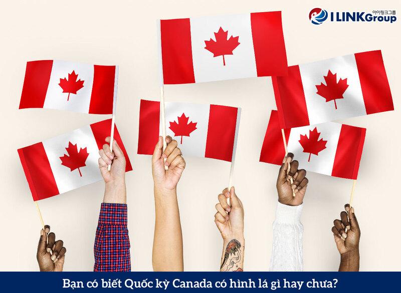 Quốc kỳ Canada có hình lá gì