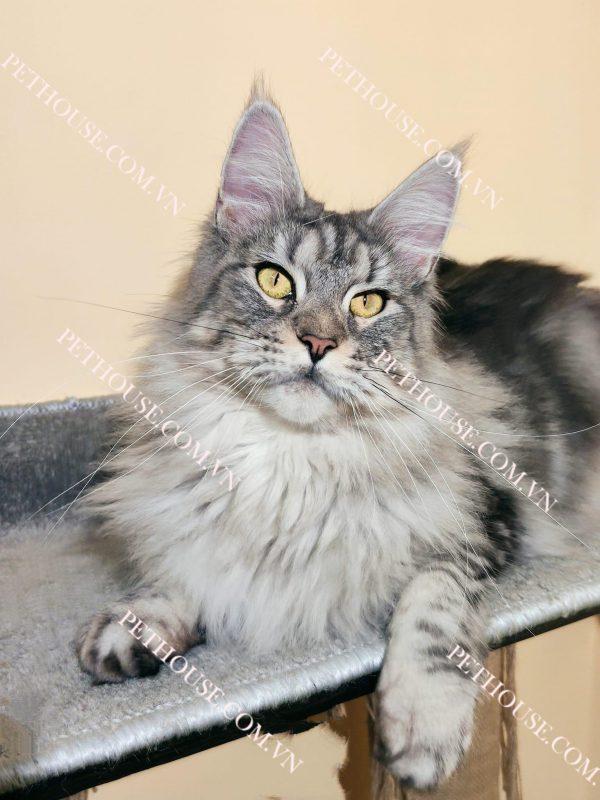 Mèo Maine Coon ( nguồn sưu tầm )