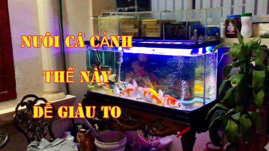 Nuôi cá cảnh mấy con thì chiêu tài hút lộc: Ai làm đúng chẳng mấy chốc mà giàu có