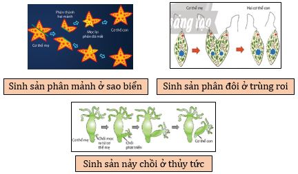 Sinh học 11 Chân trời sáng tạo Bài 26: Sinh sản ở động vật