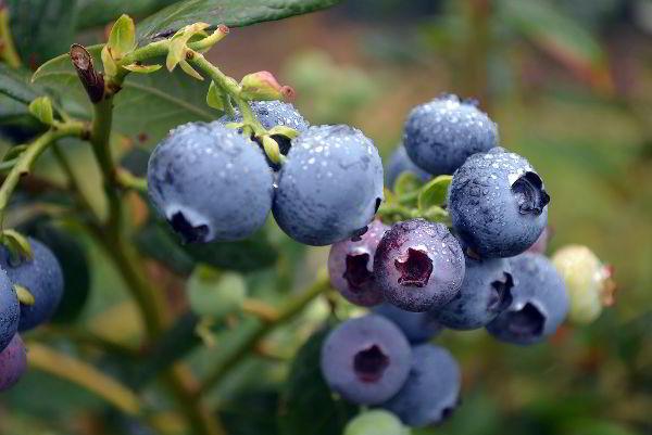 Tinh chất Blueberry là gì? Công dụng của Blueberry