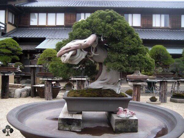 Top 10 cây bonsai đẹp nhất thế giới