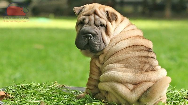 Chó Shar Pei (sa bì) là giống chó gì? Tham khảo giá bán giống chó da nhăn độc đáo