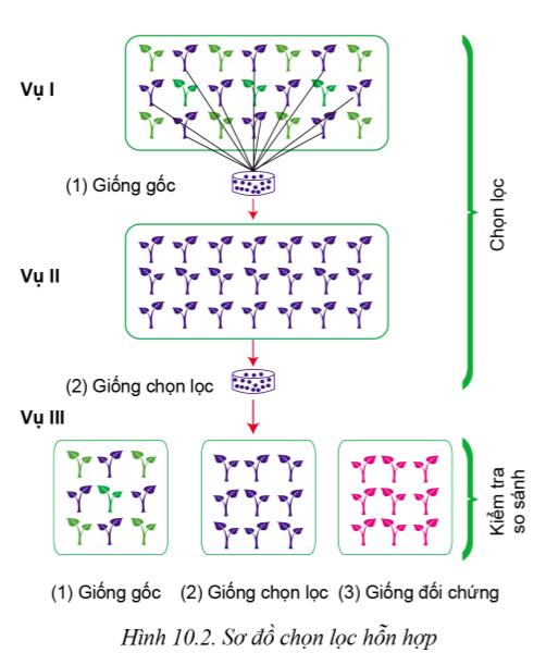 Lý thuyết phương pháp chọn, tạo giống cây trồng - Công nghệ 10