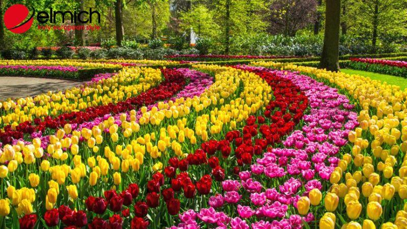 Bật mí ý nghĩa và nguồn gốc của mỗi loại hoa tulip