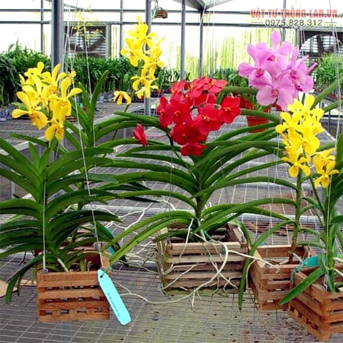 Kỹ thuật trồng hoa Lan Vanda