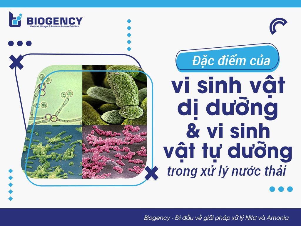 Đặc điểm của vi sinh vật dị dưỡng và vi sinh vật tự dưỡng trong xử lý nước thải