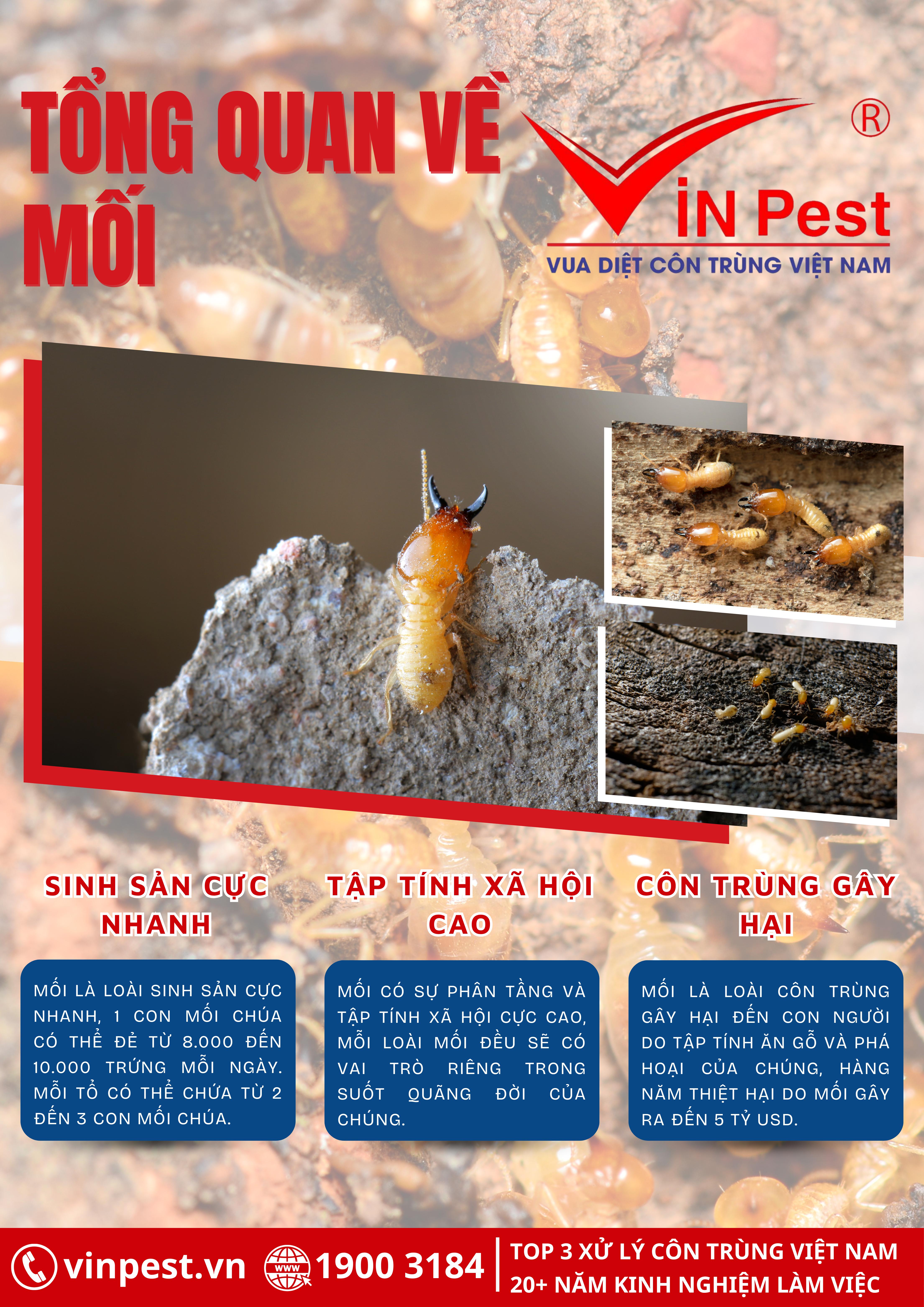 Mối