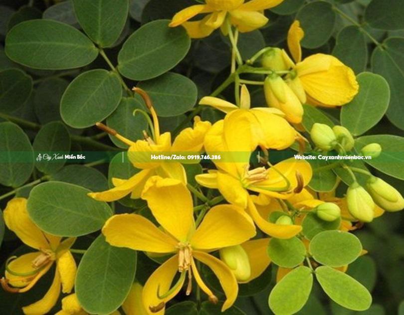 Hoa muồng lá lạc