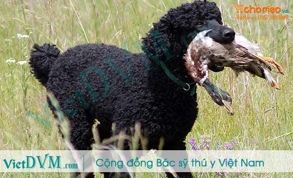 Bạn có phân biệt được các giống chó poodle