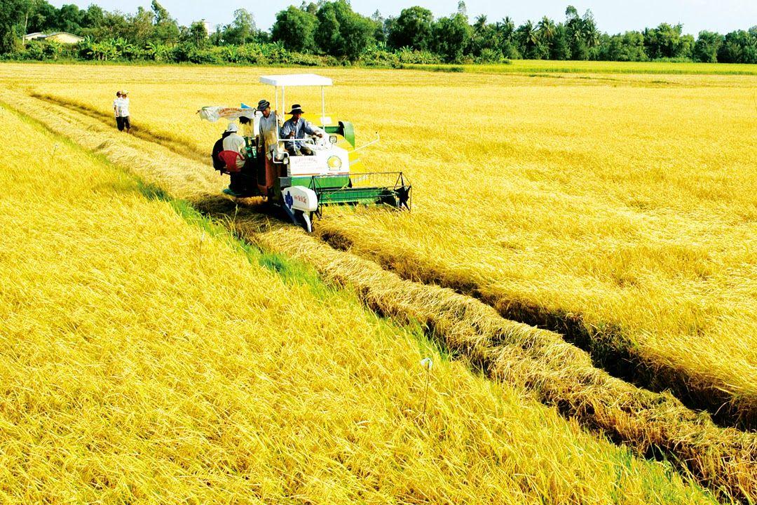 My Tho - Rice fields | Saigon Riders