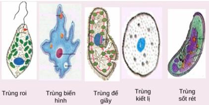 bai-22-phan-loai-the-gioi-song-5