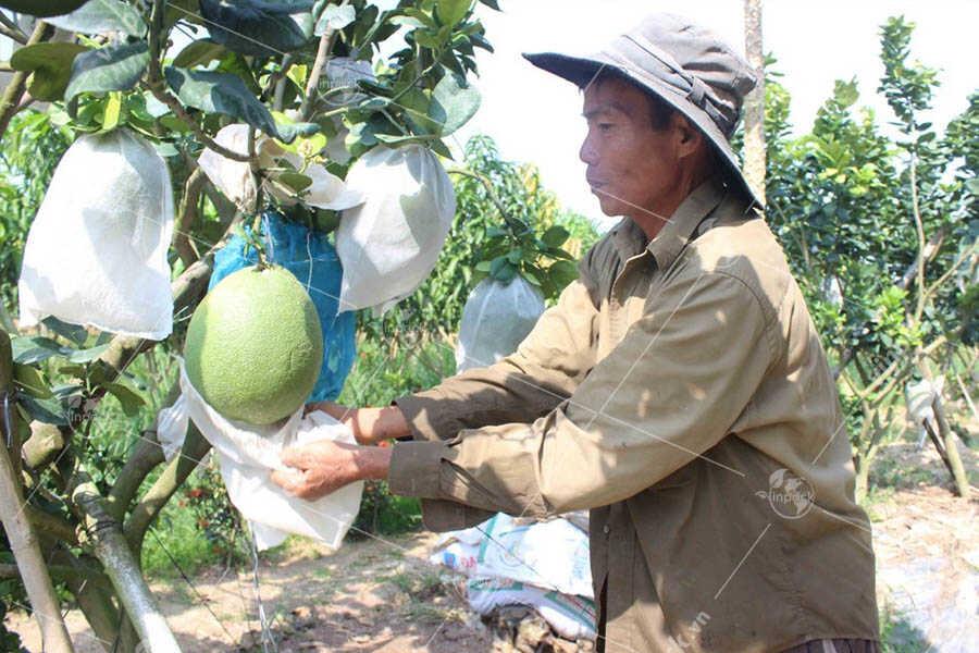 túi bọc trái cây, tui boc trai cay, túi vải không dệt bọc trái cây, tui vai khong det boc trai cay